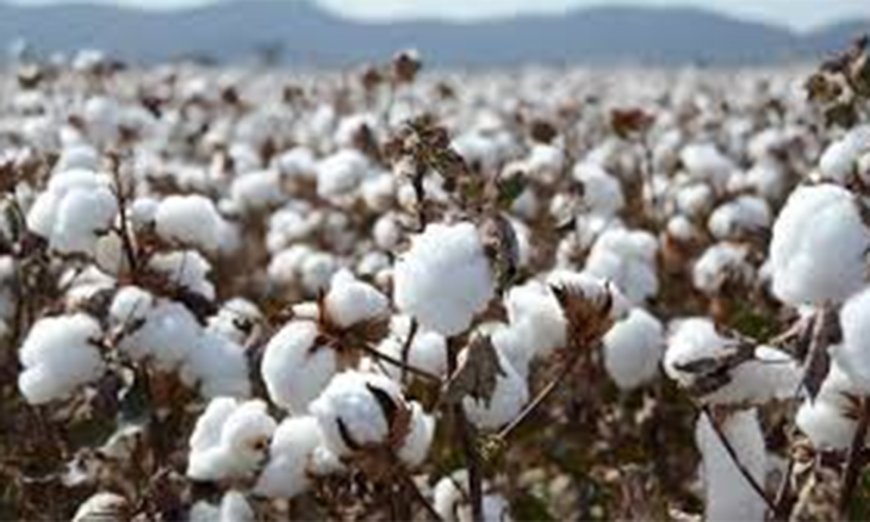 Cotton Pest Outbreak Threatens Checheche Yields